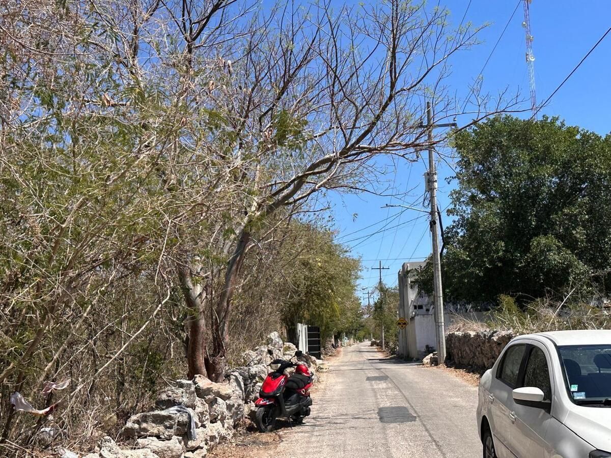 Terreno en Cholul, Yucatán — foto 3