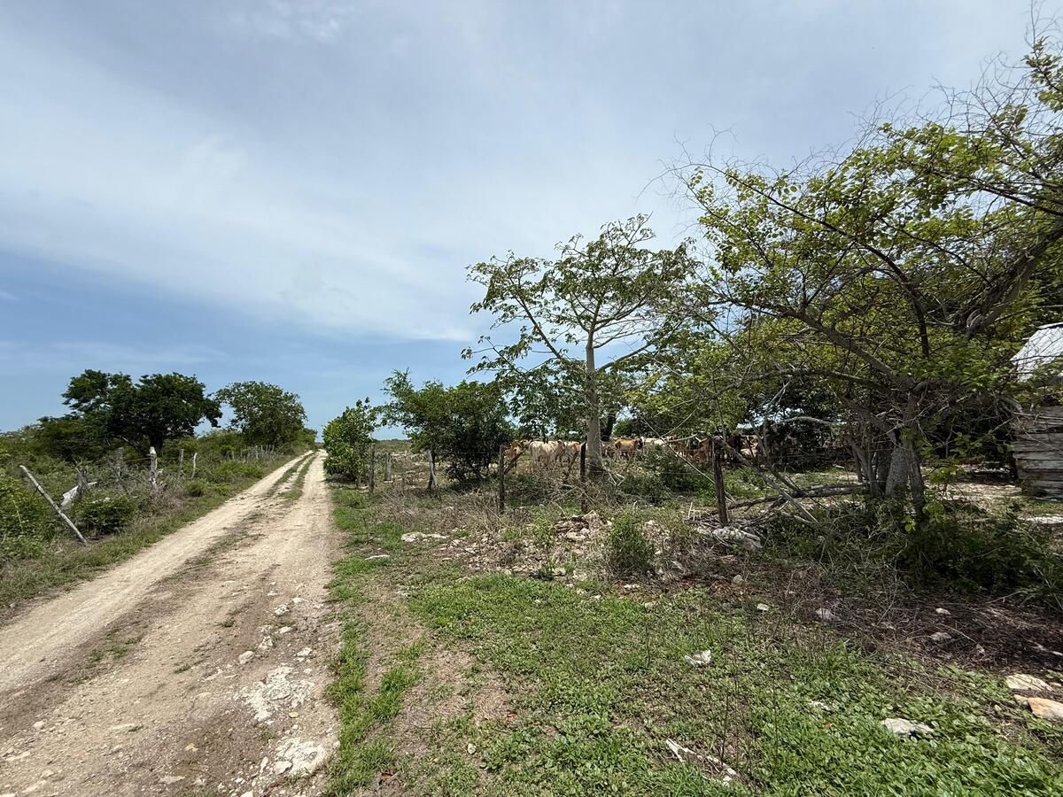 Terreno en Rio Lagartos, Yucatán — foto 3